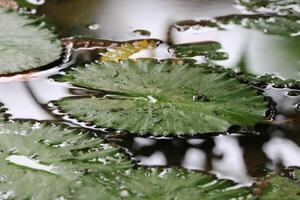 Amazonas Regen Wald Wasser Lilie. Lotus Blätter schweben auf Wasser foto