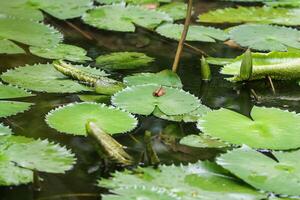 Amazonas Regen Wald Wasser Lilie. Lotus Blätter schweben auf Wasser foto