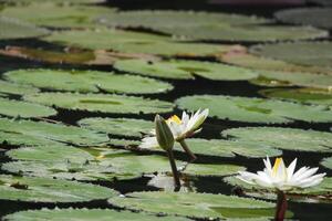 schließen oben Aussicht von Paar von Weiß Seerose im blomm schwebend auf das See foto