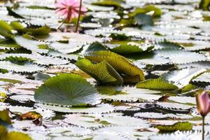 Amazonas Regen Wald Wasser Lilie. Lotus Blätter schweben auf Wasser foto