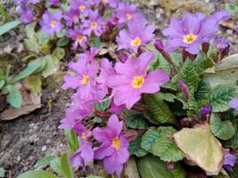 Frühling Farben bringen her ein beschwingt Palette von Pastell- Farbtöne, blühen Blumen, und frisch Grün, Signalisierung das Erwachen von Natur nach das Winter schlummern foto