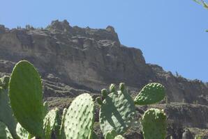 wunderbar Ecken von gran Kanarien, Maspalomas, Roque Nublo, las palmen, puerto mogan, Mirador del Balkon, und playa de Amadores foto