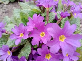 Frühling Farben bringen her ein beschwingt Palette von Pastell- Farbtöne, blühen Blumen, und frisch Grün, Signalisierung das Erwachen von Natur nach das Winter schlummern foto