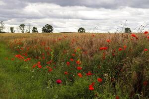 Schöne rote Mohnblumen Papaver Rhoeas in einem goldenen Weizenfeld, das sich im Wind bewegt foto