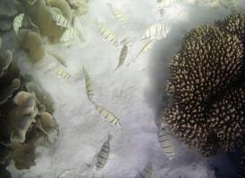 unter Wasser Foto von blass Korallen mit Fisch beim das Malediven.