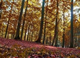 schön Panorama Aussicht auf ein golden Herbst Landschaft gefunden im EU foto