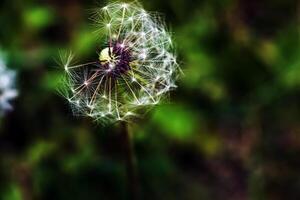 verbreitet Löwenzahn Taraxacum officinale im ein Wiese gegen ein dunkel Hintergrund foto