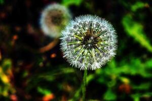 verbreitet Löwenzahn Taraxacum officinale im ein Wiese gegen ein dunkel Hintergrund foto