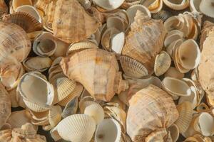 Meer Muscheln auf das Strand. Sommer- Hintergrund. Rapan Hülse. Beige Licht Farbe. ästhetisch Minimalismus. Natur Schönheit. foto