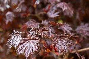 rot Blätter von japanisch Ahorn. foto