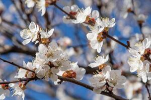 Weiß Blumen von das Aprikose Baum. Frühling blühen Geäst im das Garten. foto