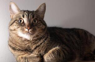 europäisch kurzes Haar Katze. Porträt von ein inländisch gestreift braun Katze. Schnauze mit Schnurrbart. foto