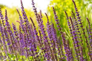 Salbei Eiche Blume Nahansicht. Sommer- Blumen- Hintergrund. medizinisch Pflanze im ein Blume Bett. Gartenarbeit foto