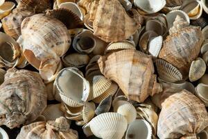 Meer Muscheln auf das Strand. Sommer- Hintergrund. Rapan Hülse. Beige Licht Farbe. ästhetisch Minimalismus. Natur Schönheit. foto