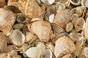 Meer Muscheln auf das Strand. Sommer- Hintergrund. Rapan Hülse. Beige Licht Farbe. ästhetisch Minimalismus. Natur Schönheit. foto