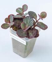 Kalanchoe humilis Pflanze saftig im Topf. Grün wenig Blume auf Weiß Hintergrund. foto