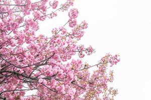 Sakura blüht mit Rosa Blumen. Bäume im das Garten. Knospen auf Geäst. foto