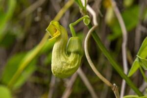 Blumen aristolochia Mandschurei. Liane Knospe Pflanze. Botanik ist ein gefährdet Spezies. foto