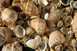 Meer Muscheln auf das Strand. Sommer- Hintergrund. Rapan Hülse. Beige Licht Farbe. ästhetisch Minimalismus. Natur Schönheit. foto