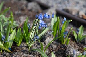Scilla Frühling Blumen Primeln. Blau Knospe. Busch im ein Blumenbeet. Scilla Sibirien Andrews. foto