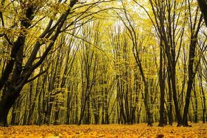 Bäume mit Gelb Blätter im das Wald im Herbst. natürlich Landschaft. Natur foto