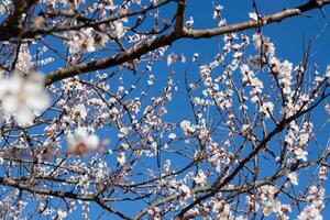 Weiß Blumen von das Aprikose Baum. Frühling blühen Geäst im das Garten. foto