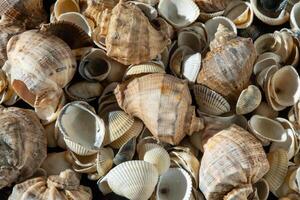 Meer Muscheln auf das Strand. Sommer- Hintergrund. Rapan Hülse. Beige Licht Farbe. ästhetisch Minimalismus. Natur Schönheit. foto