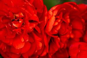 rot Tulpe Blume Hintergrund Blütenblatt Knospe foto