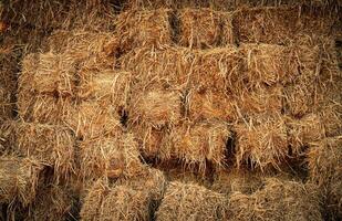 trocken Stroh Ballen und landwirtschaftlich Nebenprodukte. gestapelt Gelb Stroh Ballen zum Tier Futter und Vieh Bettwäsche. Stroh Ballen im nachhaltig Landwirtschaft. landwirtschaftlich Nebenprodukte. landwirtschaftlich Praktiken Methoden Ausübungen. foto