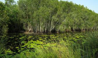 still Teich im üppig Grün. nachhaltig Wasser Ökosysteme und Wälder im Natur. mit Lotusblüten gefüllt Teich im dicht, belaubt Wald präsentieren Wasser Erhaltung. frisches Wasser Ressourcen. Wasser Nachhaltigkeit. foto