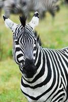 afrikanische wild lebende zebras