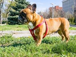 Kitz reinrassig Französisch Bulldogge auf ein gehen. Haustier Pflege Konzept foto