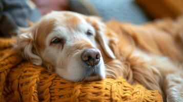 ein Therapie Hund kuschelte im das Runde von ein Senior Bewohner Bereitstellung ein Sinn von Gesellschaft und Liebe zu das Individuell wie Sie Bindung mit das pelzig Freund foto