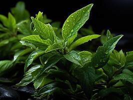 ai generiert Grün Tee Blätter im Tau generativ ai foto