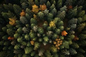 ai generiert oben Aussicht von ein Wald generativ ai foto