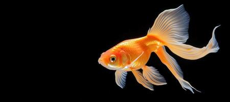 ai generiert Goldfisch auf ein schwarz Hintergrund generativ ai foto