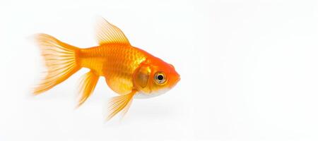 ai generiert Goldfisch auf ein Weiß Hintergrund generativ ai foto