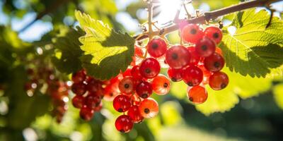 ai generiert Johannisbeeren auf Geäst auf ein sonnig Tag generativ ai foto