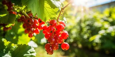 ai generiert Johannisbeeren auf Geäst auf ein sonnig Tag generativ ai foto