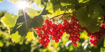 ai generiert Johannisbeeren auf Geäst auf ein sonnig Tag generativ ai foto