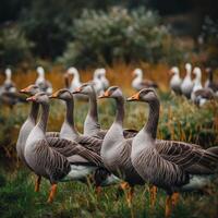 wild Gänse im das wild foto