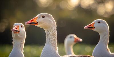 wild Gänse im das wild foto