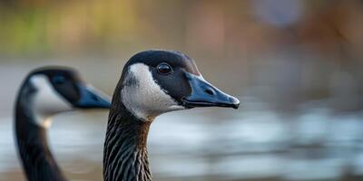 wild Gänse im das wild foto