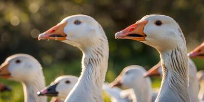 wild Gänse im das wild foto