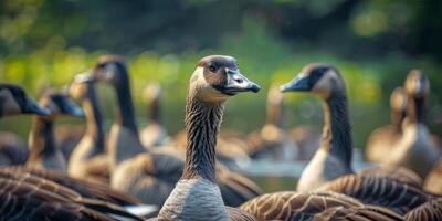 wild Gänse im das wild foto