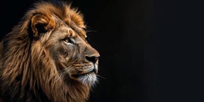 Löwe auf verschwommen Hintergrund wild Natur foto