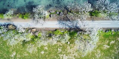 Frühling Blüten entlang das Straße Aussicht von über foto