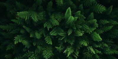 Baum Spitzen von ein Grün Wald Vogel Auge Aussicht foto