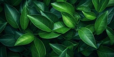 Grün Pflanze Blätter Textur foto