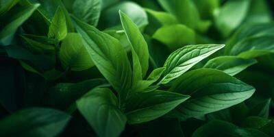 Grün Pflanze Blätter Textur foto